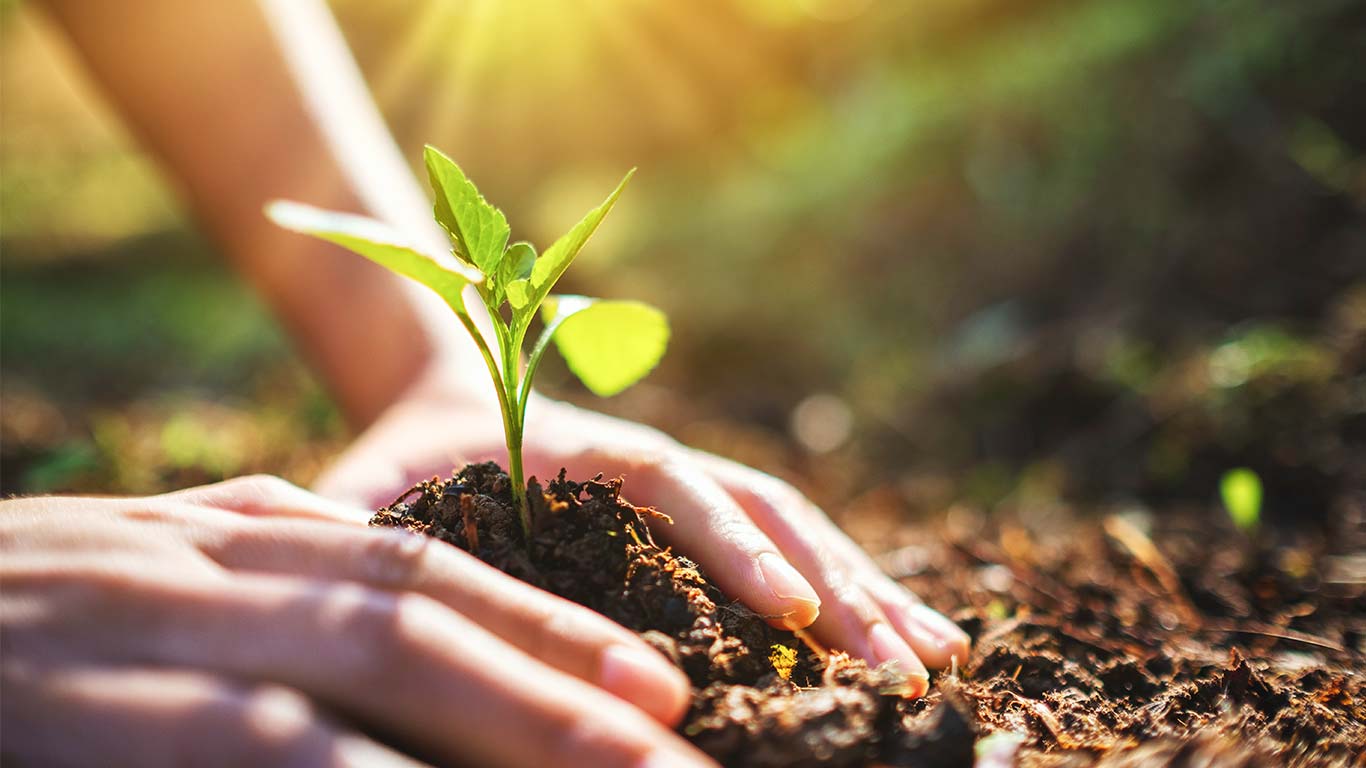 Et træ for livet: Sådan findes det og sådan plantes det